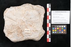 Foto (Detailansicht) von Fagus wilkinsoni Ettingshausen (NHMW-GEO-2024-0188-10145)